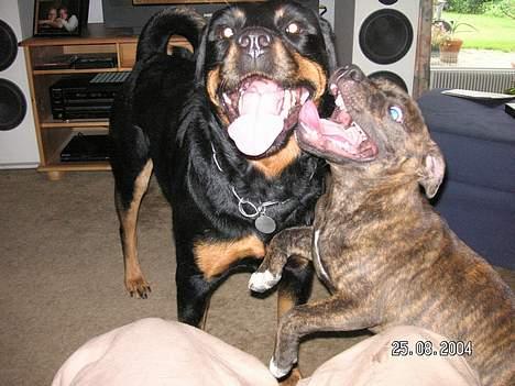 Staffordshire bull terrier Neo (Borna Deas Arraz) - Neo og hans bedste ven, rottweileren Laura. Nogle gange er Neo vist ikke helt Lauras bedste ven.  billede 3