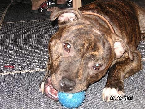 Staffordshire bull terrier Neo (Borna Deas Arraz) - Neo og hans yndlingstyggelegetøj. Lige nu er bolden dog gul, da Neo har en dårlig vane med at smide dem ud over altanen, så andre hunde løber med dem. billede 4