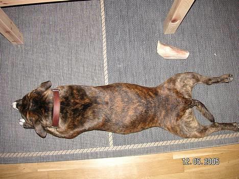 Staffordshire bull terrier Neo (Borna Deas Arraz) - Frø billede 5