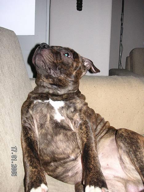 Staffordshire bull terrier Neo (Borna Deas Arraz) - Neo leger sofakartoffel. Det er vist lidt ulovligt!! billede 6