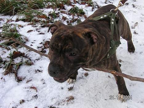 Staffordshire bull terrier Neo (Borna Deas Arraz) - Neo har fundet en pind i skoven. Så er det bare hjemad! billede 7