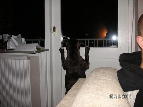 Staffordshire bull terrier Neo (Borna Deas Arraz) - Øv! Nu er det blevet for koldt til at stå ude på altanen! Jeg kan heldigvis lige kigge ud :) billede 8