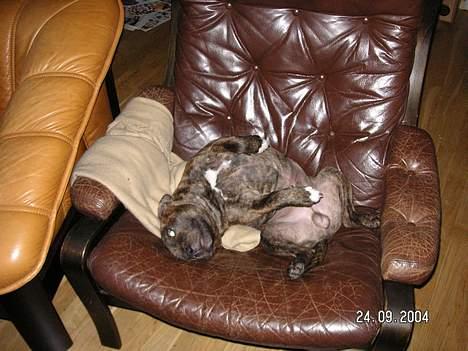 Staffordshire bull terrier Neo (Borna Deas Arraz) - Neo får sig en skraber i sin stol billede 9