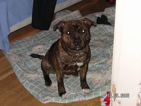 Staffordshire bull terrier Neo (Borna Deas Arraz) - Neo poserer lidt billede 10