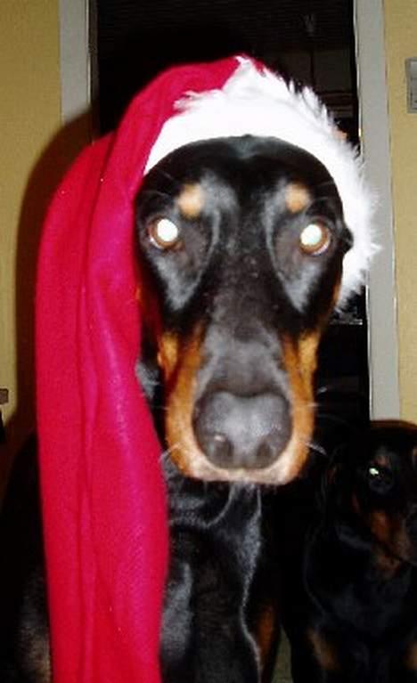 Dobermann Dina (22/02/98-24/09-07) - Hej Mor. Må jeg ikke godt have den på i hele december måned ???? billede 8