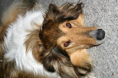 Collie langhåret Lassie - Her ligger en træt hund billede 7