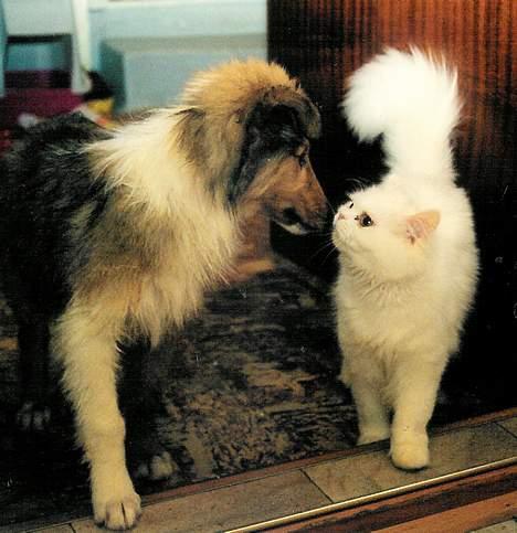 Collie langhåret Lassie - hej, hvem er du...?  billede 8