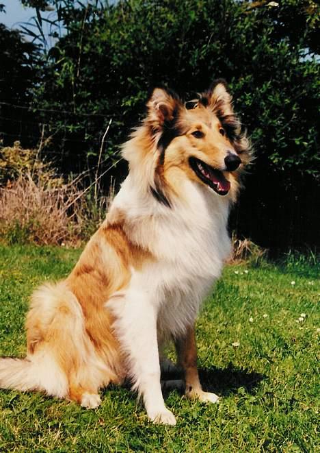 Collie langhåret Lassie - Se mig, se mig! billede 9