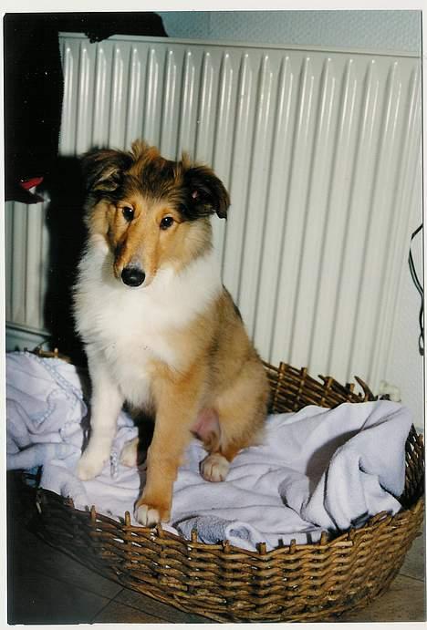 Collie langhåret Lassie - helt ny i huset.. billede 10