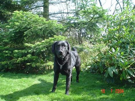 Labrador retriever Zeus billede 1