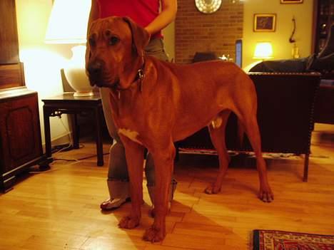 Broholmer Balder billede 1