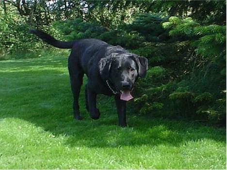 Labrador retriever Zeus billede 3