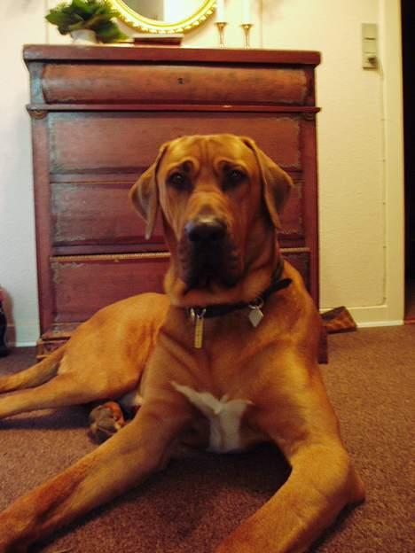 Broholmer Balder billede 2