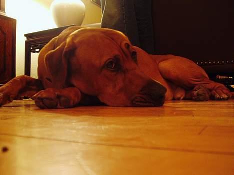 Broholmer Balder billede 3