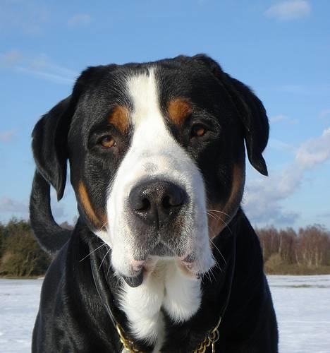 Grosser schweizer sennenhund Anton (Samson)  R.I.P. - Samson 4 år. billede 1