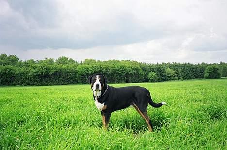 Grosser schweizer sennenhund Anton (Samson)  R.I.P. - Samson på Mark uden for vores hus billede 2