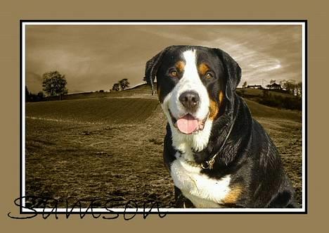 Grosser schweizer sennenhund Anton (Samson)  R.I.P. - Smukke Samson- billedet er lavet af Sabina Nielsen billede 3