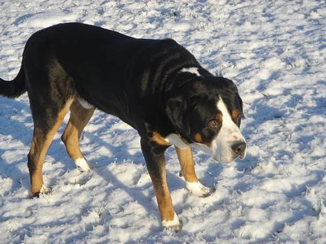 Grosser schweizer sennenhund Anton (Samson)  R.I.P. - Anton (Samson) i sneen billede 7