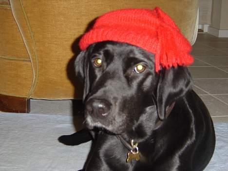 Blanding af racer Lucy - Med lidt overtalelse, lykkedes det at fange mig med nissehue.... billede 4
