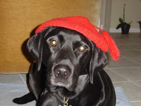 Blanding af racer Lucy billede 10