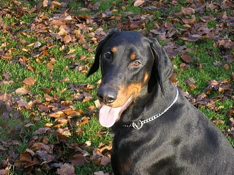 Dobermann Max billede 1