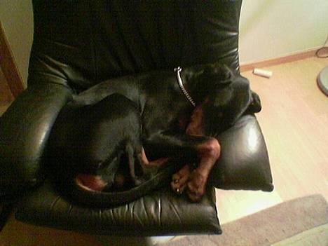 Dobermann Max billede 2