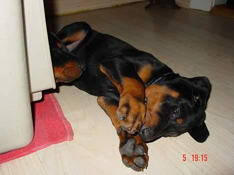 Dobermann Max billede 3