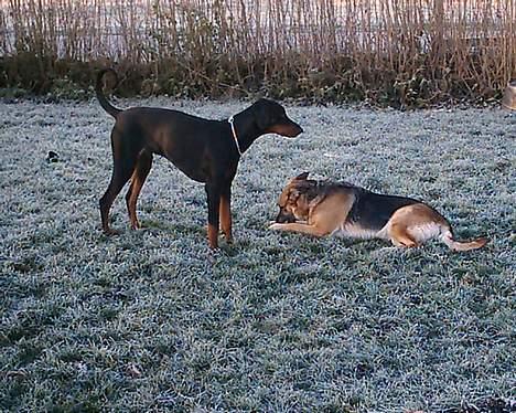 Dobermann Max - Her med vores anden hund Zindy billede 4