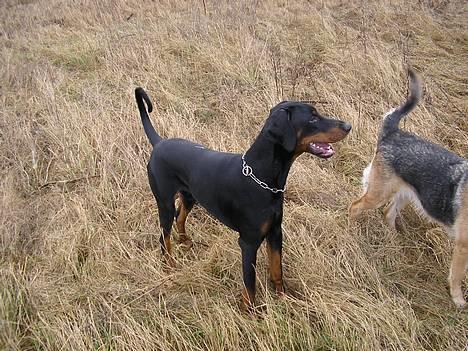 Dobermann Max billede 5