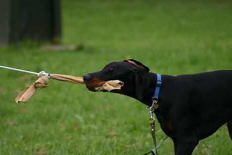 Dobermann Max - hit med det skind nnnuuuuu !!!!!!!!! billede 6