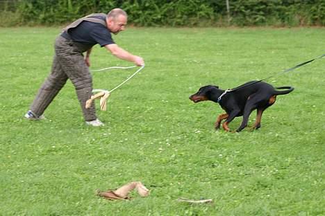 Dobermann Max billede 7