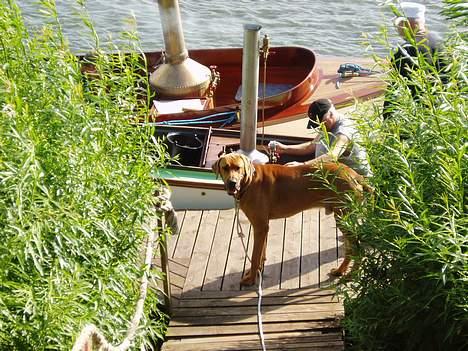 Broholmer Balder billede 4