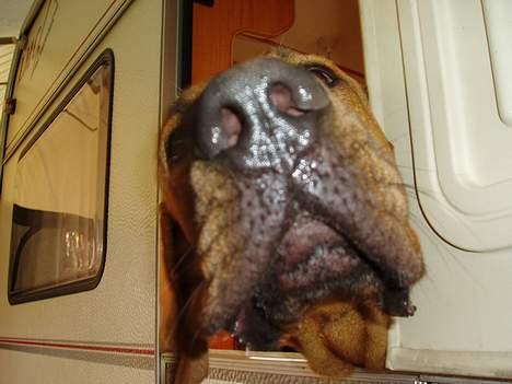 Broholmer Balder billede 5