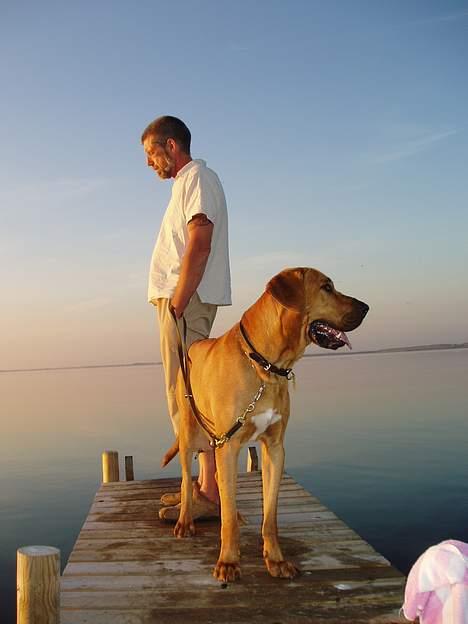 Broholmer Balder billede 6