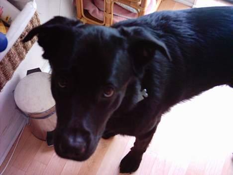 Blanding af racer Buzz Lightyear billede 2