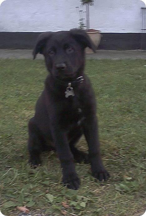 Blanding af racer Buzz Lightyear billede 3