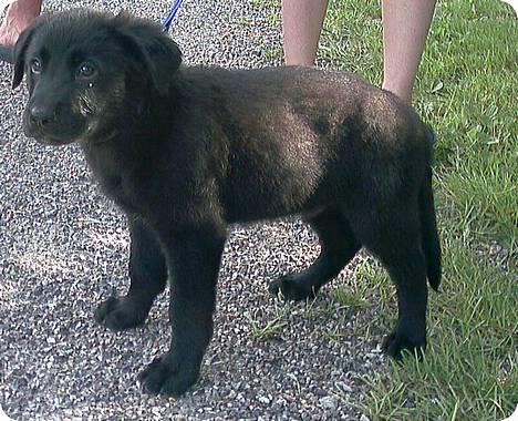 Blanding af racer Buzz Lightyear billede 4