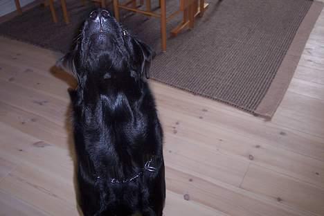 Labrador retriever rolf billede 1