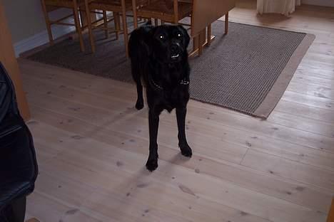 Labrador retriever rolf billede 2