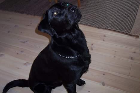 Labrador retriever rolf billede 3