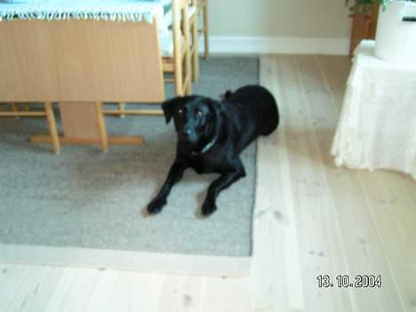 Labrador retriever rolf billede 4