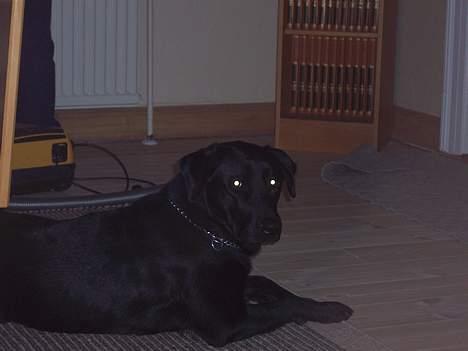 Labrador retriever rolf billede 5