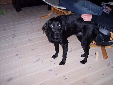 Labrador retriever rolf billede 6