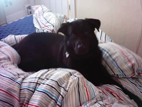 Blanding af racer Buzz Lightyear billede 8