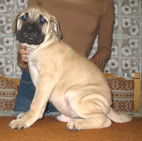 Bullmastiff Zuco - I hundehimlen nu 7/7-2014 - Her er Zuco 8 uger gammel, og slet ikke til at stå for. (Billede fra opdrætter) billede 1