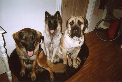 Bullmastiff Zuco - I hundehimlen nu 7/7-2014 - Zuco og Bellas veninde Chili er på besøg: gruppebillede. billede 2