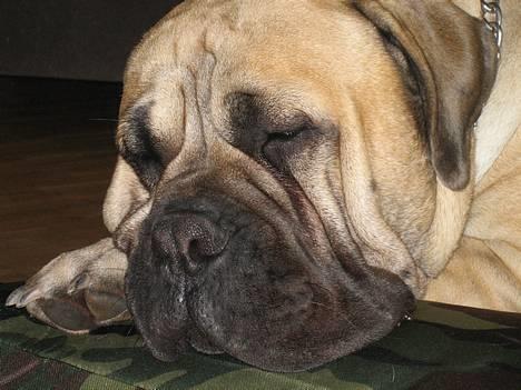 Bullmastiff Zuco - I hundehimlen nu 7/7-2014 - Godnat... Øh, var der nogen der sagde BOTOX! Kan man få klippekort til sådan noget? LOL ;O) billede 3