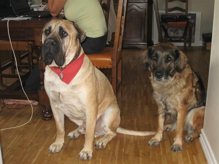 Bullmastiff Zuco - I hundehimlen nu 7/7-2014 - Hvad mener du med at her lugter af prut? billede 5