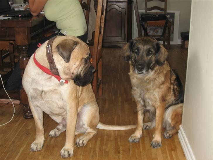 Bullmastiff Zuco - I hundehimlen nu 7/7-2014 - Puha, Bella. Kan du da ikke holde tæt? billede 6