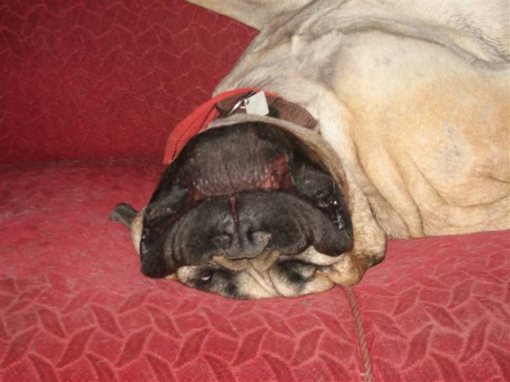 Bullmastiff Zuco - I hundehimlen nu 7/7-2014 - Det kan godt være man siger; "Hellere lille og vågen, end stor og doven", men jeg kan altså begge dele på en gang. Jeg holder altid et vågent øje med dig, mor. Man er vel en ægte vagthund! billede 7